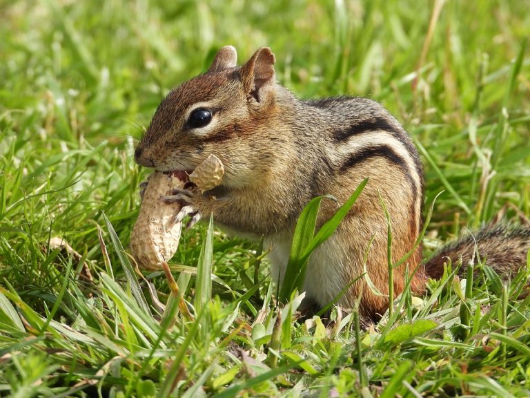 Chipmunk eating a peanut in grassy field.