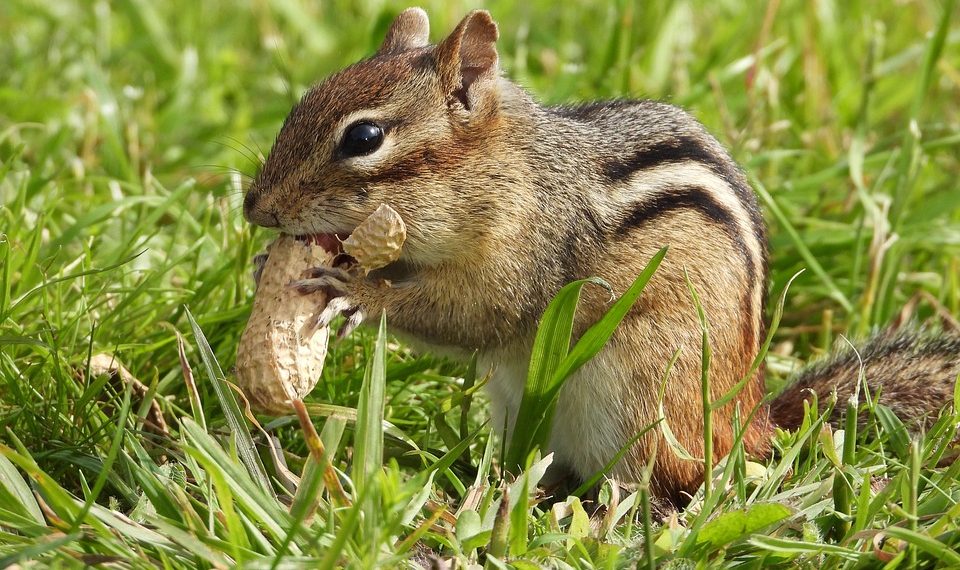 Chipmunk eating a peanut in grassy field.