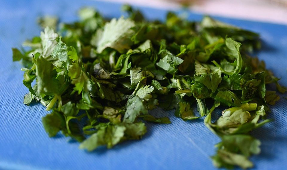 Chopped cilantro on a blue cutting board for garnish.