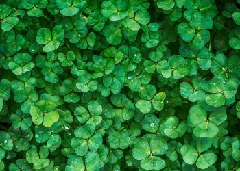 Lush clover leaves with water droplets on a sunny day.