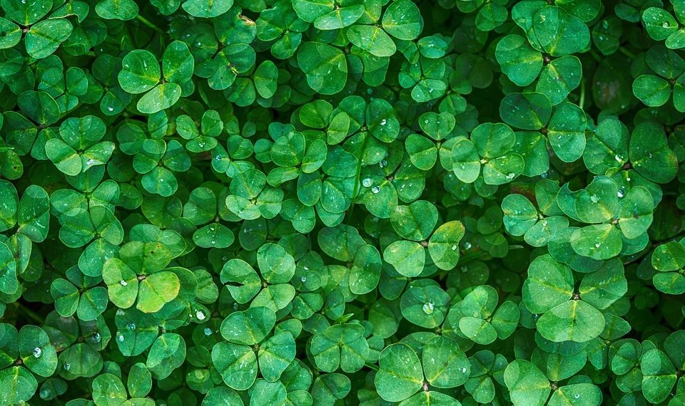Lush clover leaves with water droplets on a sunny day.