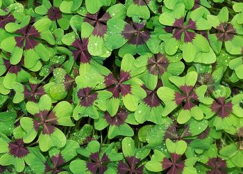 Four-leaf clovers with dewdrops enhancing their fresh green leaves.