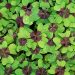 Four-leaf clovers with dewdrops enhancing their fresh green leaves.