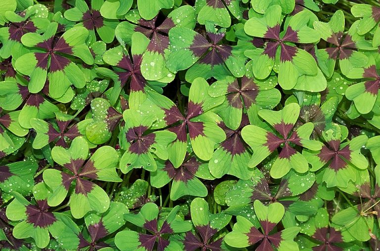 Four-leaf clovers with dewdrops enhancing their fresh green leaves.