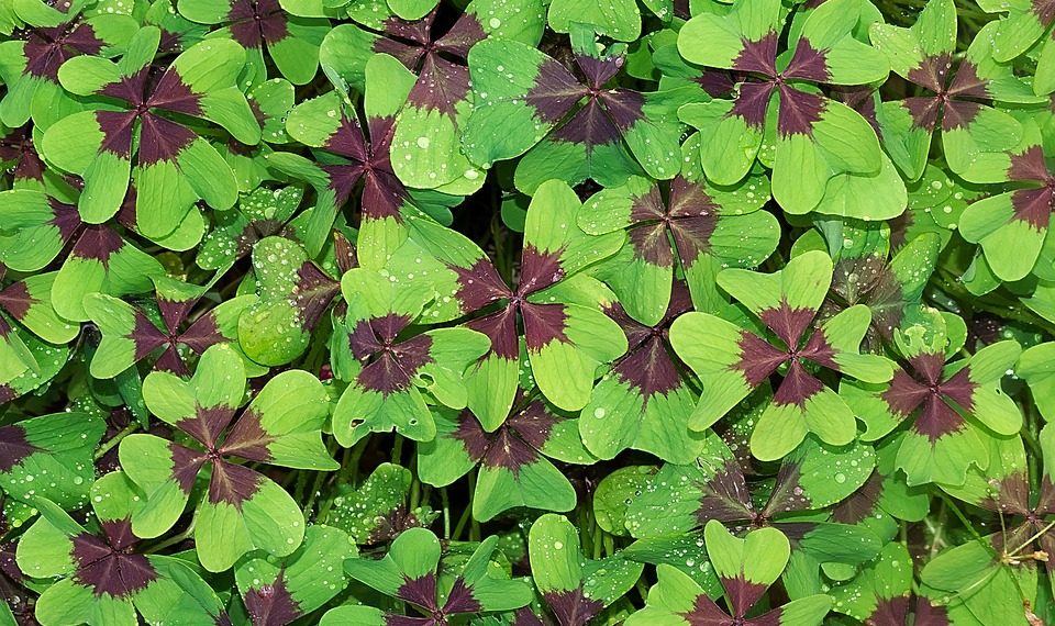 Four-leaf clovers with dewdrops enhancing their fresh green leaves.