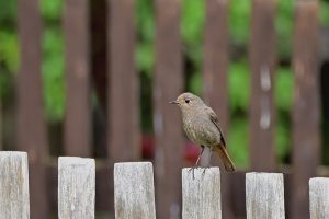 Brown bird perched on a wooden fence with blurred green background.
