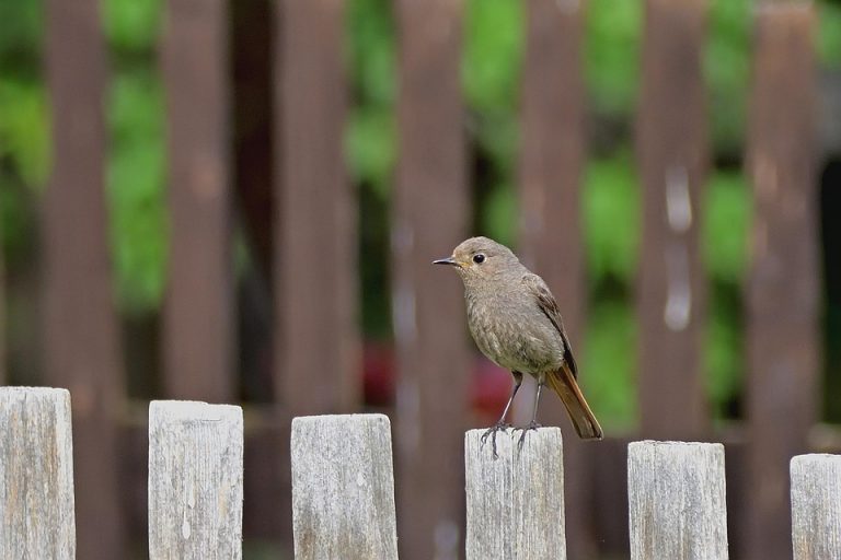 Brown bird perched on a wooden fence with blurred green background.