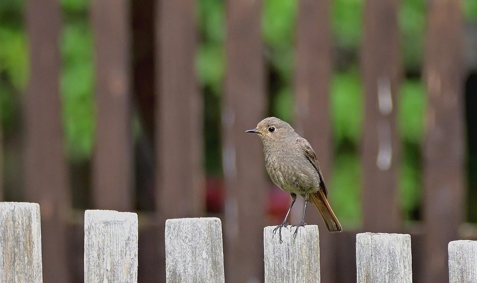 Brown bird perched on a wooden fence with blurred green background.