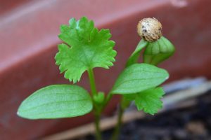 Cilantro seedling sprouting in a garden pot.