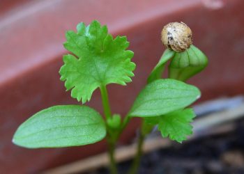 Cilantro seedling sprouting in a garden pot.