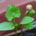 Cilantro seedling sprouting in a garden pot.