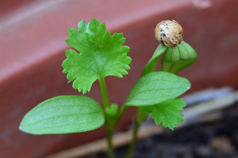 Cilantro seedling sprouting in a garden pot.