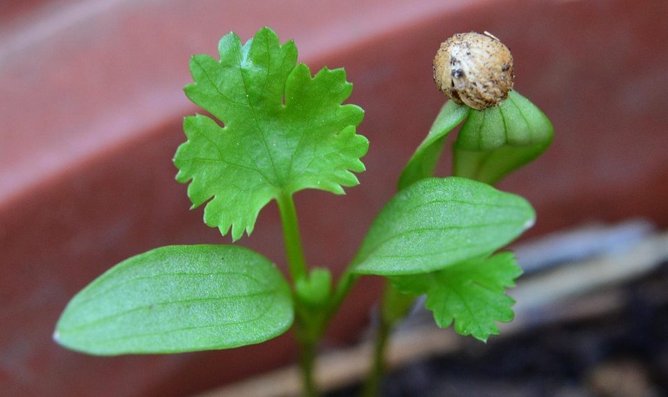 Cilantro seedling sprouting in a garden pot.