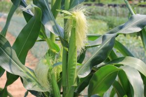 Corn plant with silk emerging in a sunny garden.