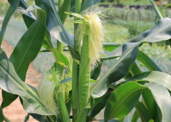 Corn plant with silk emerging in a sunny garden.