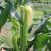 Corn plant with silk emerging in a sunny garden.
