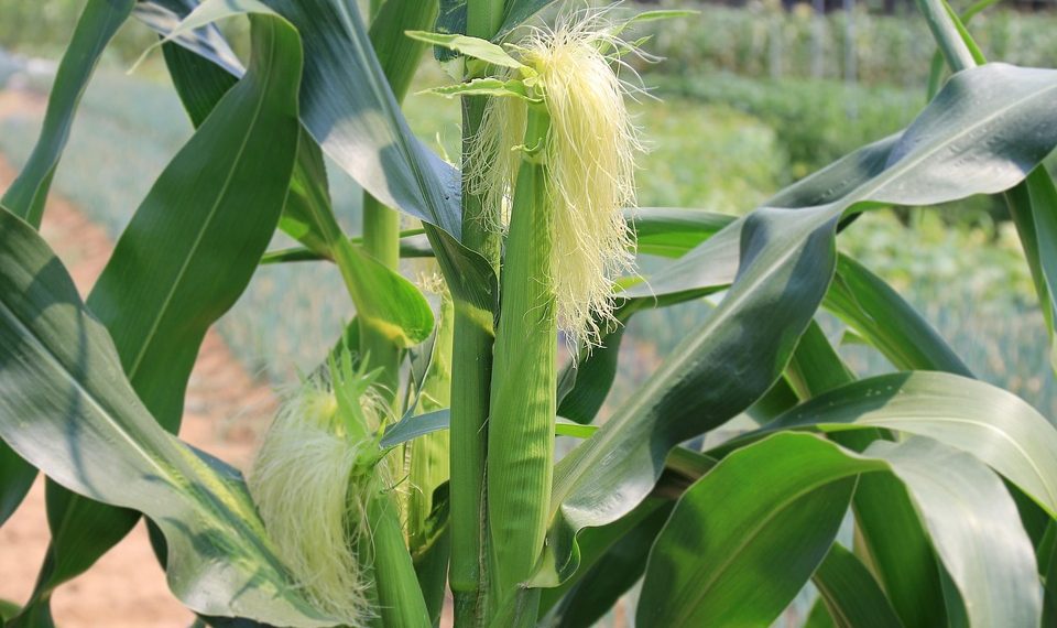 Corn plant with silk emerging in a sunny garden.