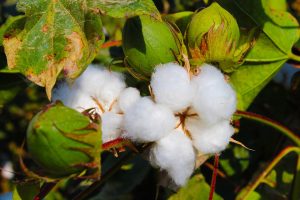 Cotton plant with ripe cotton bolls and green leaves.