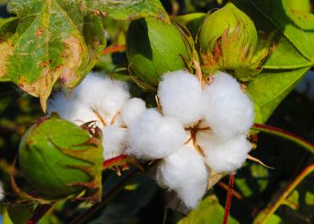 Cotton plant with ripe cotton bolls and green leaves.