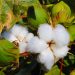 Cotton plant with ripe cotton bolls and green leaves.