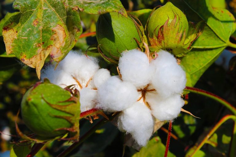 Cotton plant with ripe cotton bolls and green leaves.