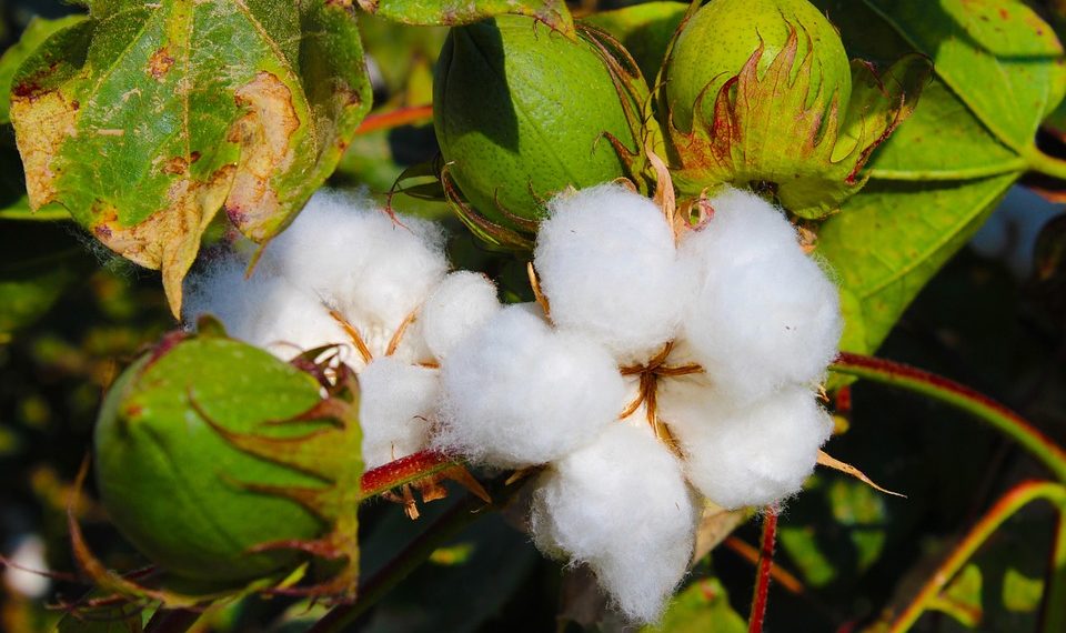 Cotton plant with ripe cotton bolls and green leaves.