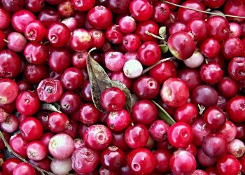 Fresh red cranberries piled together with leaves.