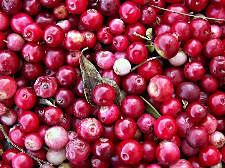 Fresh red cranberries piled together with leaves.