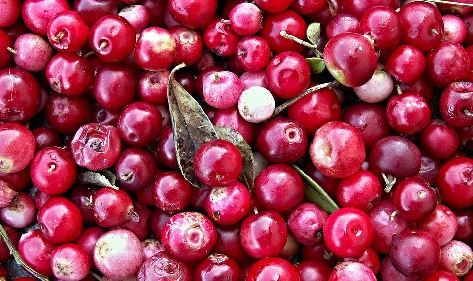 Fresh red cranberries piled together with leaves.