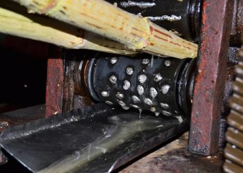Sugarcane pressed through mechanical roller extracting juice.