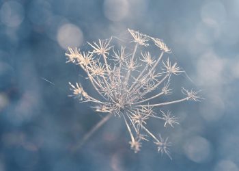 Dried flower with delicate branches against soft bokeh background.