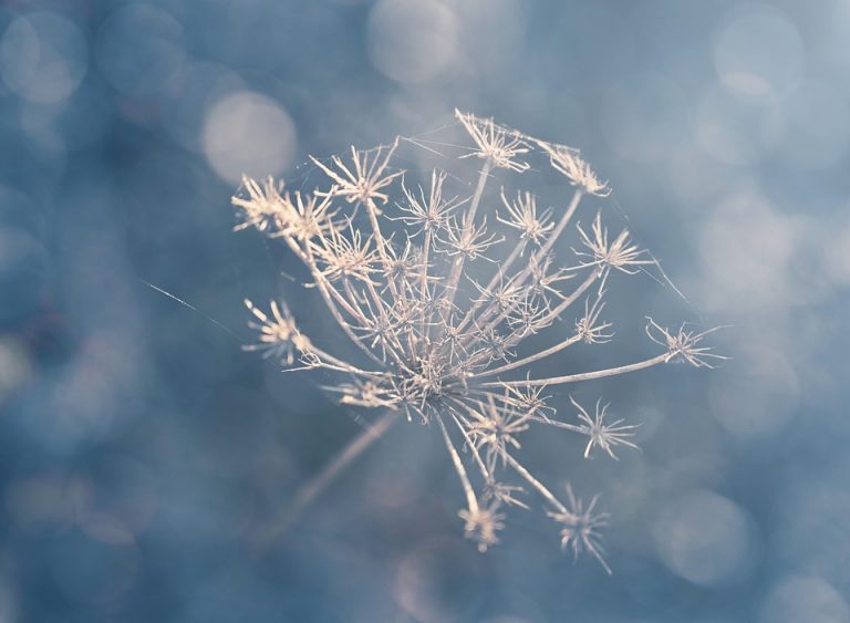 Dried flower with delicate branches against soft bokeh background.