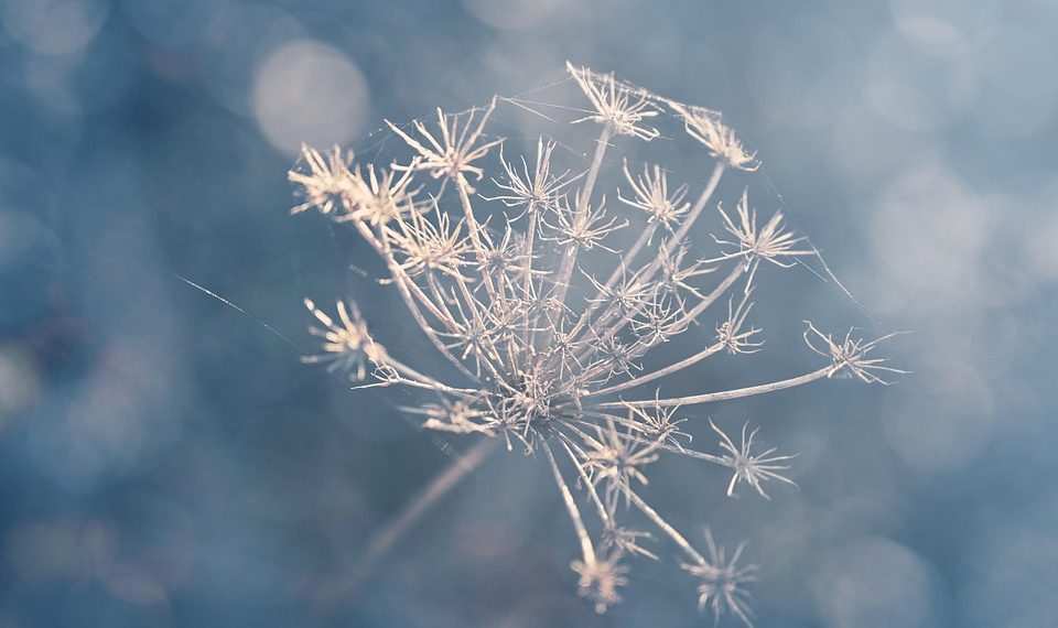 Dried flower with delicate branches against soft bokeh background.