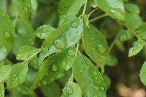 Green leaves with water droplets after rain.