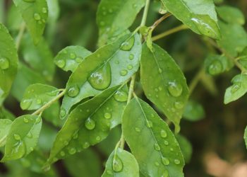 Green leaves with water droplets after rain.