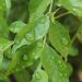 Green leaves with water droplets after rain.