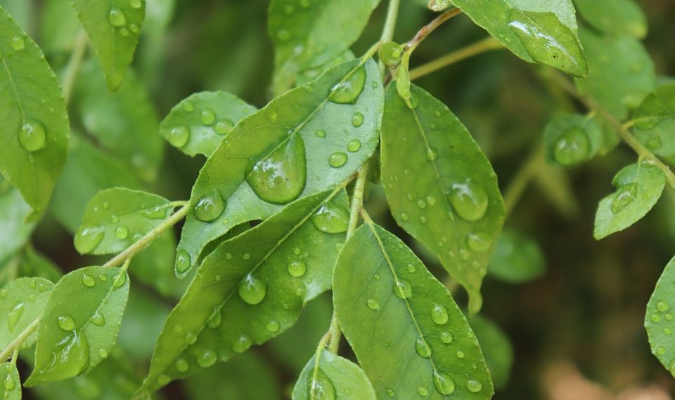Green leaves with water droplets after rain.