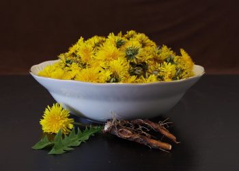 Bowl of fresh dandelions with roots on a dark table.