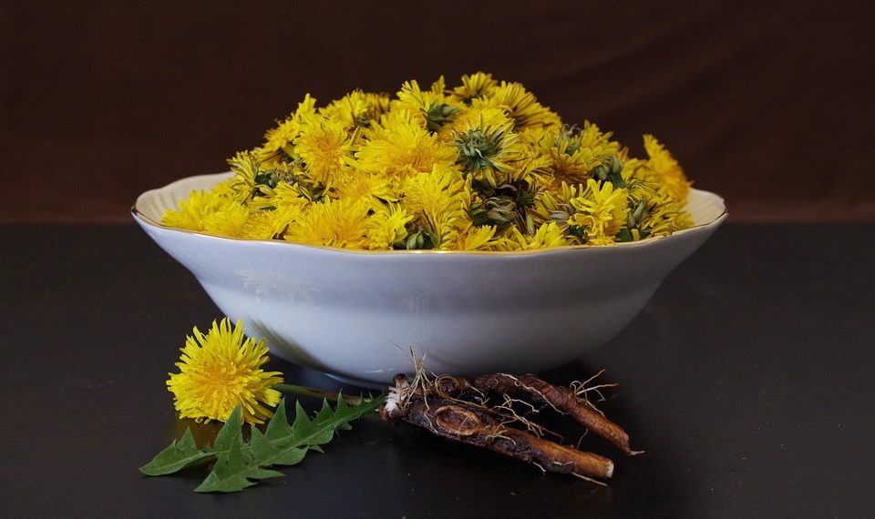 Bowl of fresh dandelions with roots on a dark table.