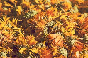 Dried marigold flowers in warm sunlight.