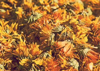 Dried marigold flowers in warm sunlight.