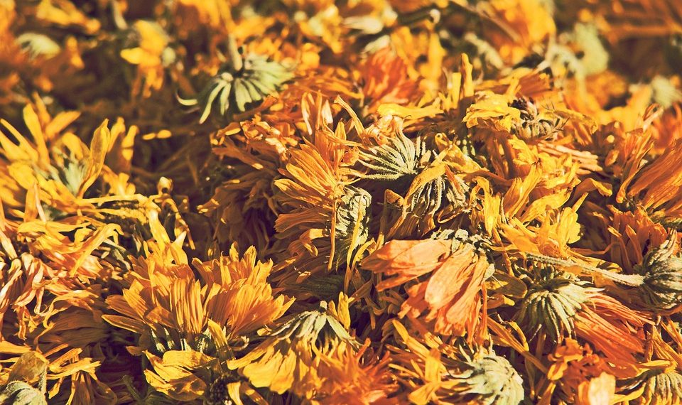Dried marigold flowers in warm sunlight.
