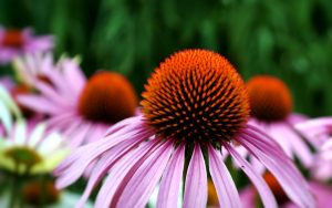 Pink echinacea flowers with prominent orange centers in bloom.