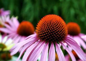 Pink echinacea flowers with prominent orange centers in bloom.