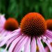 Pink echinacea flowers with prominent orange centers in bloom.