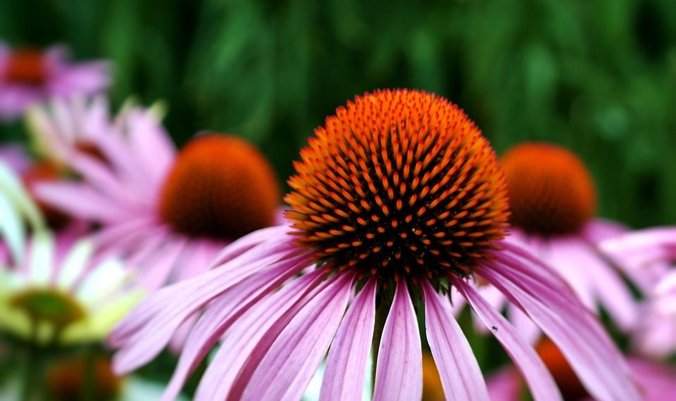 Pink echinacea flowers with prominent orange centers in bloom.