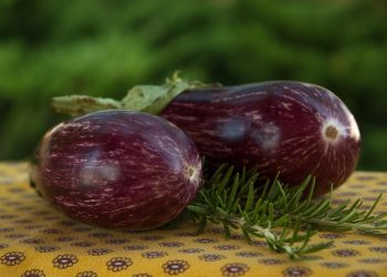Striped eggplants with fresh rosemary on a patterned tablecloth.