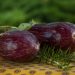 Striped eggplants with fresh rosemary on a patterned tablecloth.