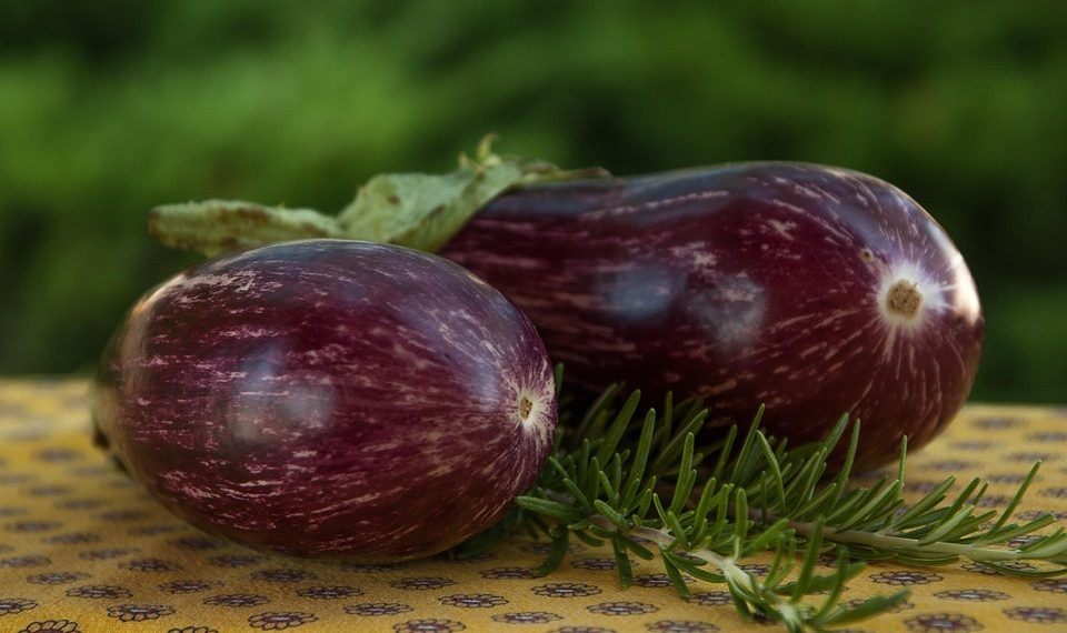 Striped eggplants with fresh rosemary on a patterned tablecloth.