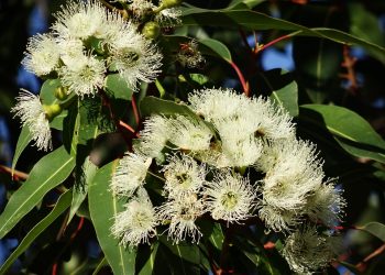 White eucalyptus flowers in bloom among green leaves.